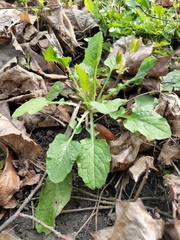 Lapsana communis