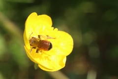 Andrena labiata