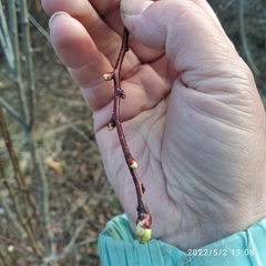 Crataegus
