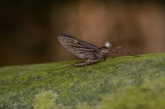 Parafronurus youi