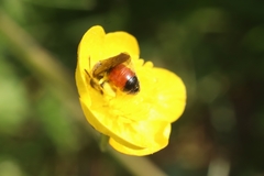 Andrena labiata