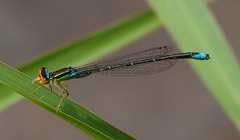 Enallagma antennatum
