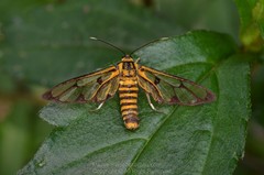 Amata grotei