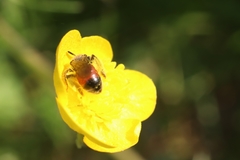 Andrena labiata