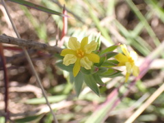 Gnidia styphelioides