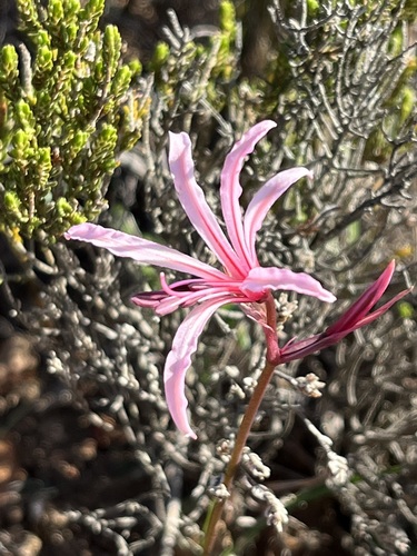 Nerine humilis