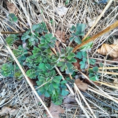 Aquilegia vulgaris
