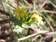 Gnidia styphelioides