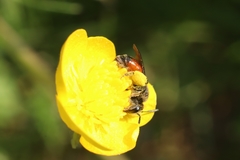 Andrena labiata