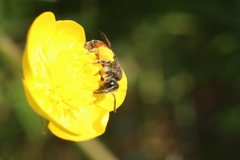 Andrena labiata