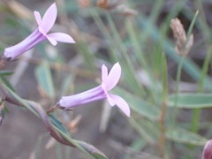 Cyphia heterophylla