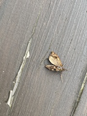 Falcaria lacertinaria