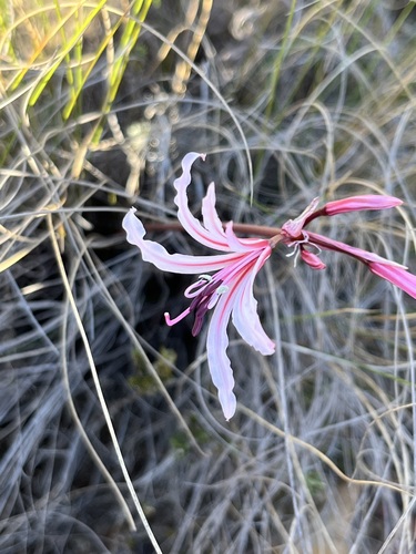 Nerine humilis