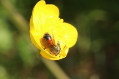 Andrena labiata