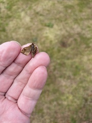 Falcaria lacertinaria