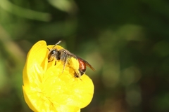 Andrena labiata