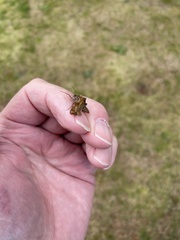 Falcaria lacertinaria
