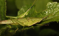 Atractomorpha acutipennis gerstaeckeri