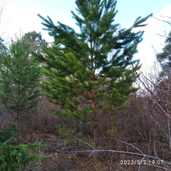Pinus sylvestris
