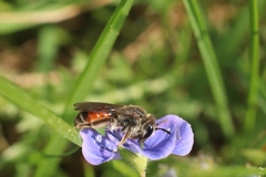 Andrena labiata