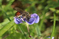 Andrena labiata