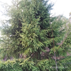 Picea obovata