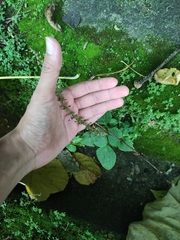 Coleus monostachyus