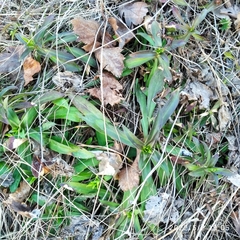 Dianthus barbatus