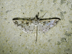 Polythlipta divaricata