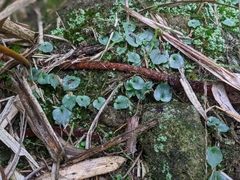 Corybas puniceus