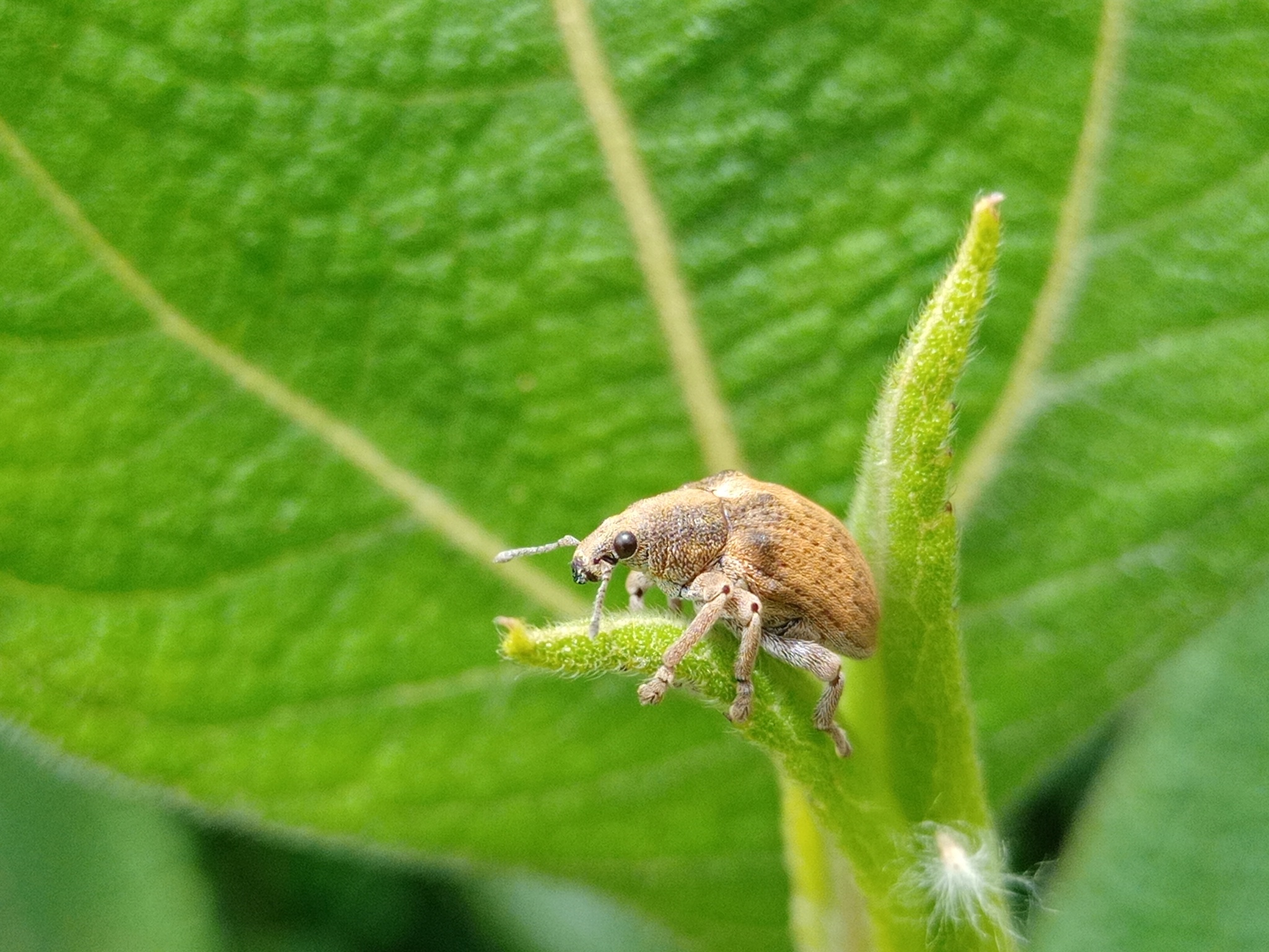 Curculionidae image