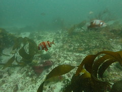 Chrysoblephus gibbiceps