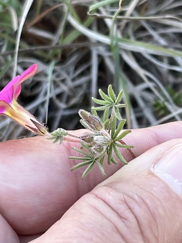 Image of Oxalis engleriana by (c) Charleen Brunke, some rights reserved (CC BY)