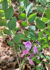 Indigofera kirilowii