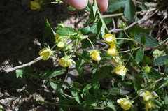 Potentilla fragarioides
