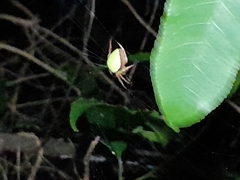 Colaranea viriditas