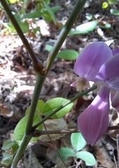 Indigofera kirilowii