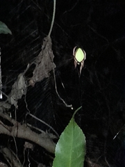 Colaranea viriditas