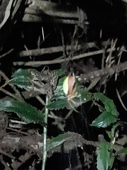 Colaranea viriditas