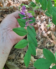 Indigofera kirilowii