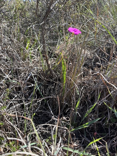Image of Oxalis engleriana by (c) Charleen Brunke, some rights reserved (CC BY)