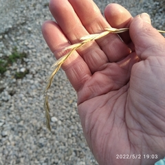 Elymus repens