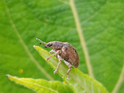 Gonipterus platensis image