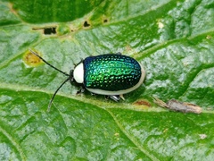 Asphaera albomarginata