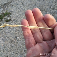 Elymus repens