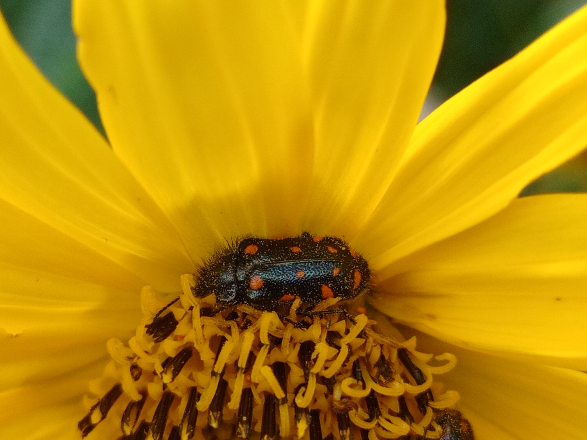 Stylasteridae image