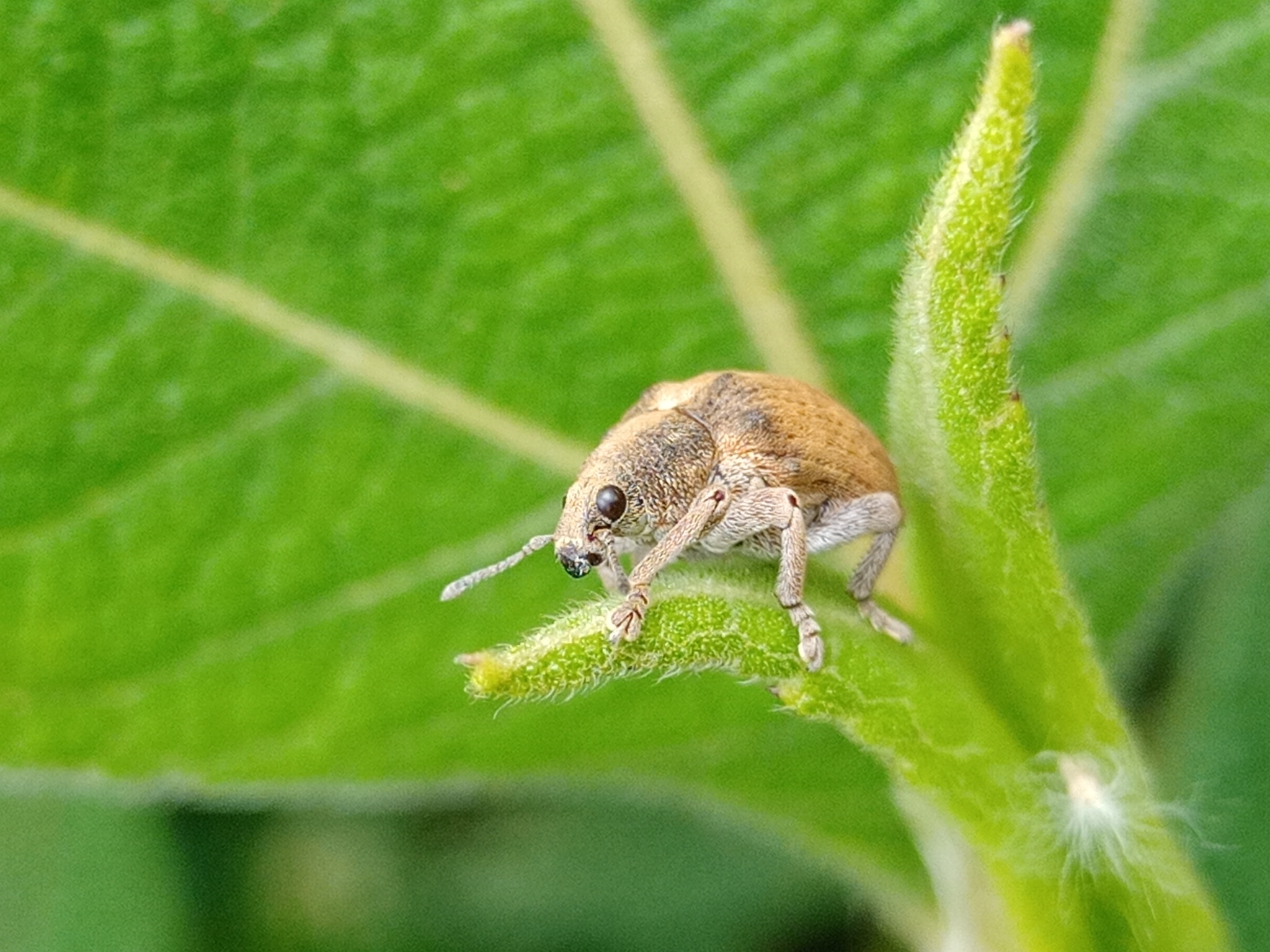 Curculionidae image