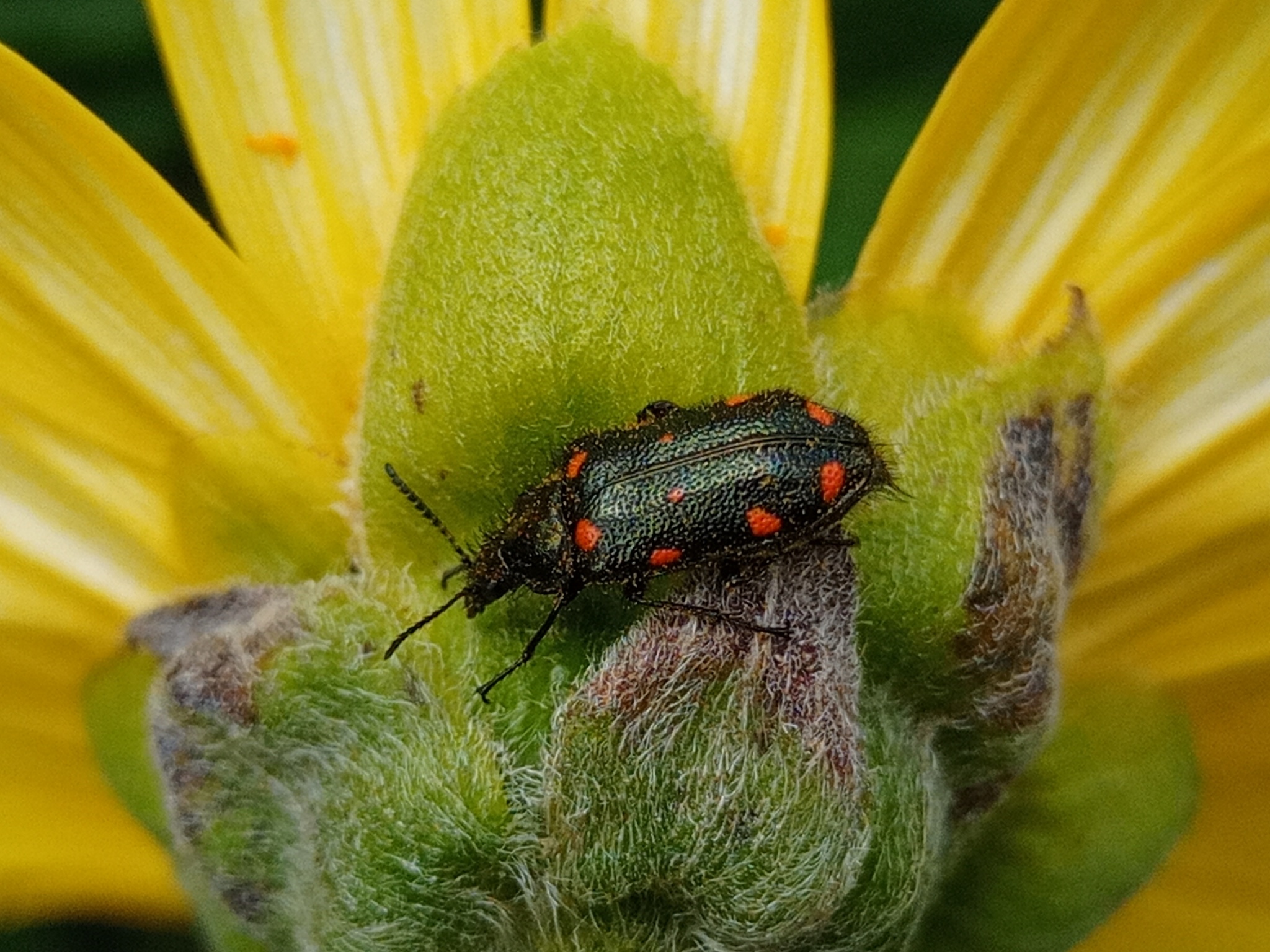 Stylasteridae image
