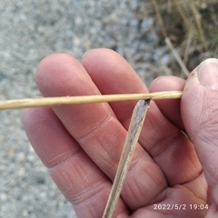 Elymus repens