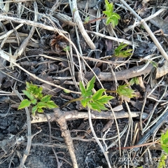 Aegopodium podagraria